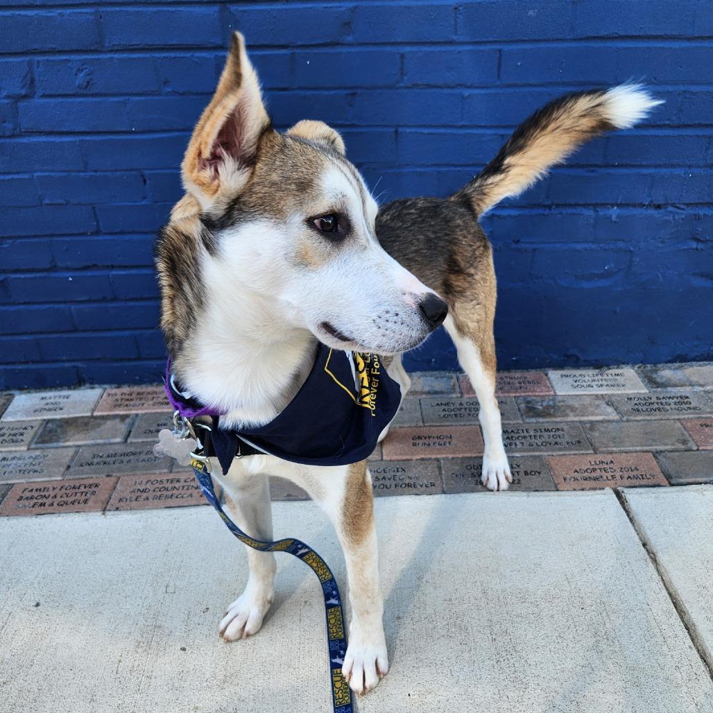 Enlarge Kenai, a Adoptable mixed breed in Falls Church, VA image 2/5