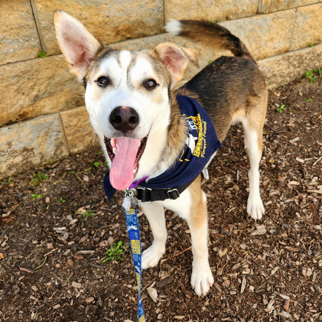 Enlarge Kenai, a Adoptable mixed breed in Falls Church, VA image 3/5