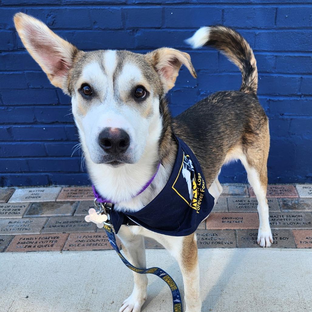 Enlarge Kenai, a Adoptable mixed breed in Falls Church, VA image 4/5