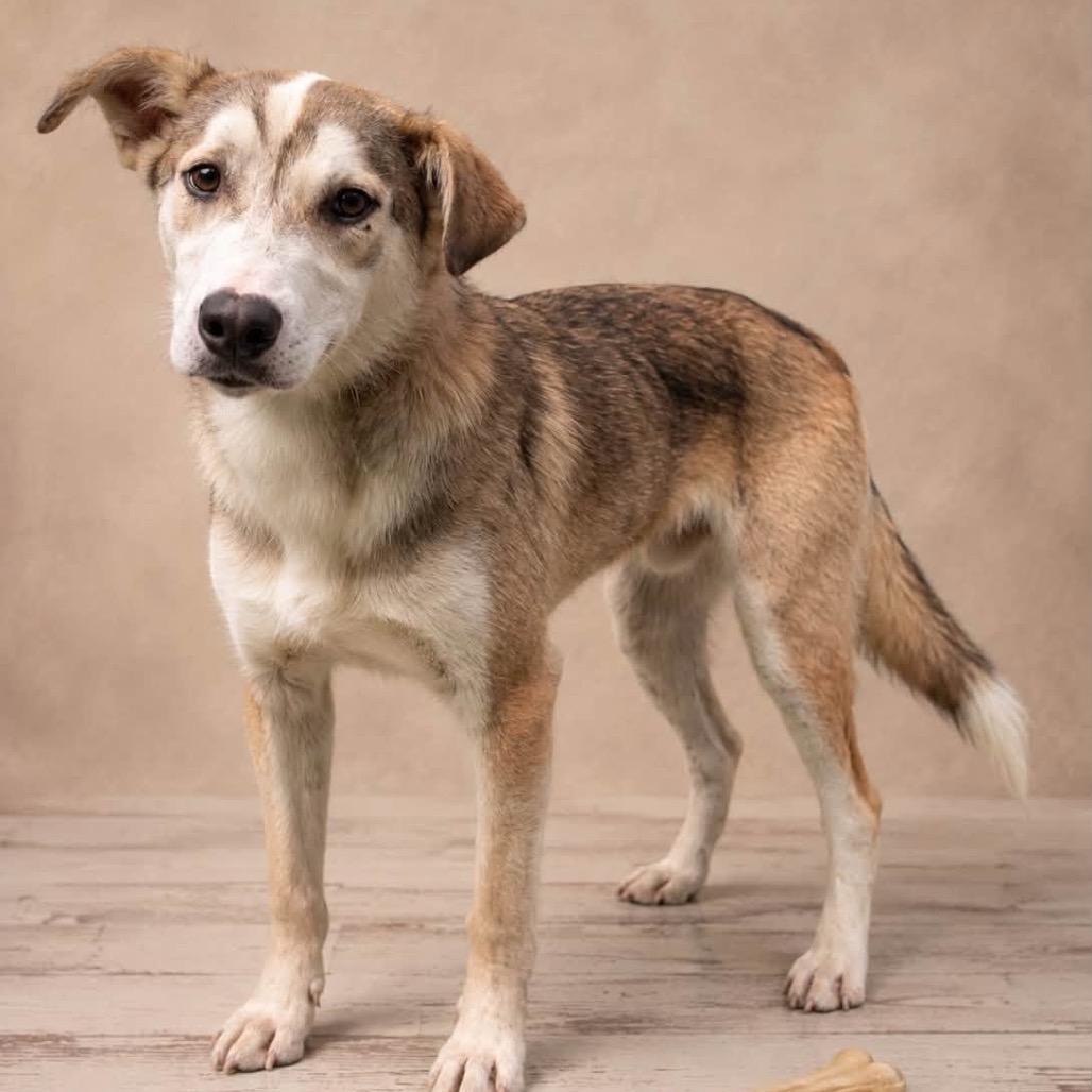 Enlarge Kenai, a Adoptable mixed breed in Falls Church, VA image 5/5