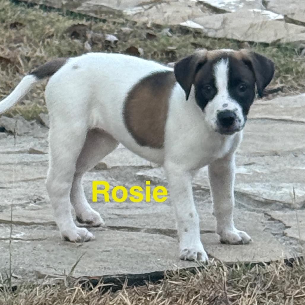 Enlarge Rosie, a Adoptable mixed breed in San Antonio, TX image 1/3