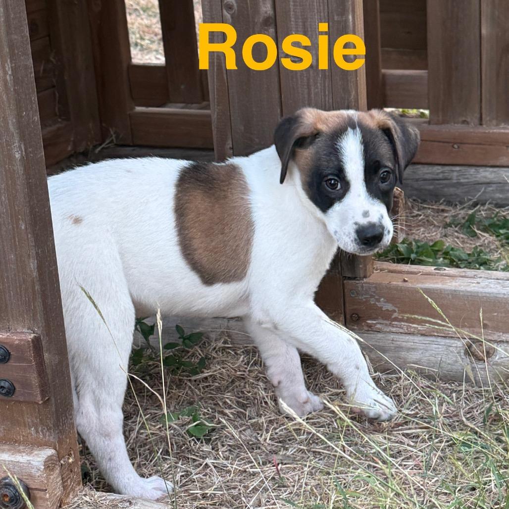Enlarge Rosie, a Adoptable mixed breed in San Antonio, TX image 2/3