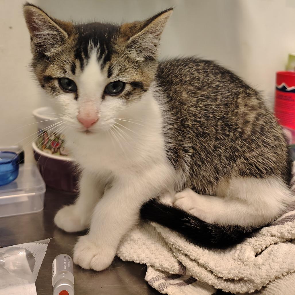 Tabby Kitten, Adoptable, Kitten Male Domestic Short Hair.