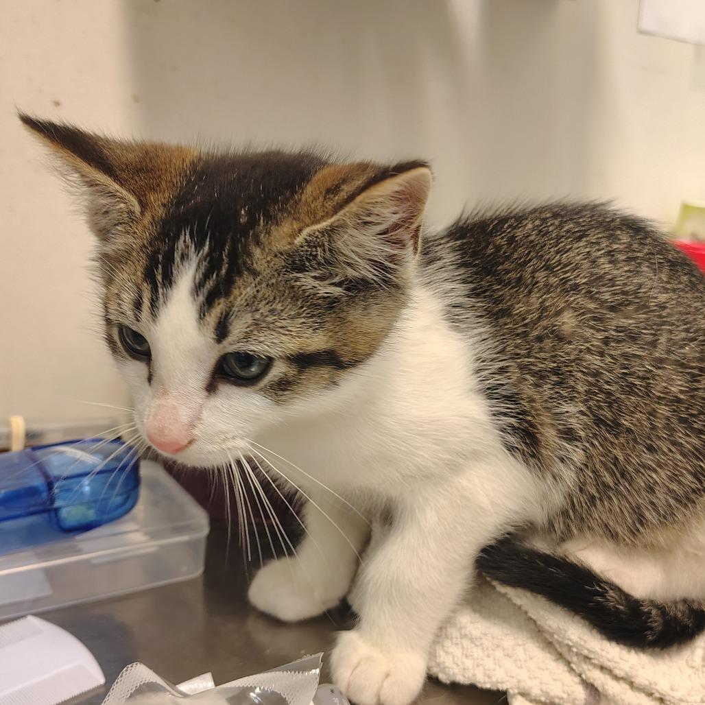 Enlarge Tabby Kitten, a Adoptable Domestic Short Hair in Coos Bay, OR image 2/2