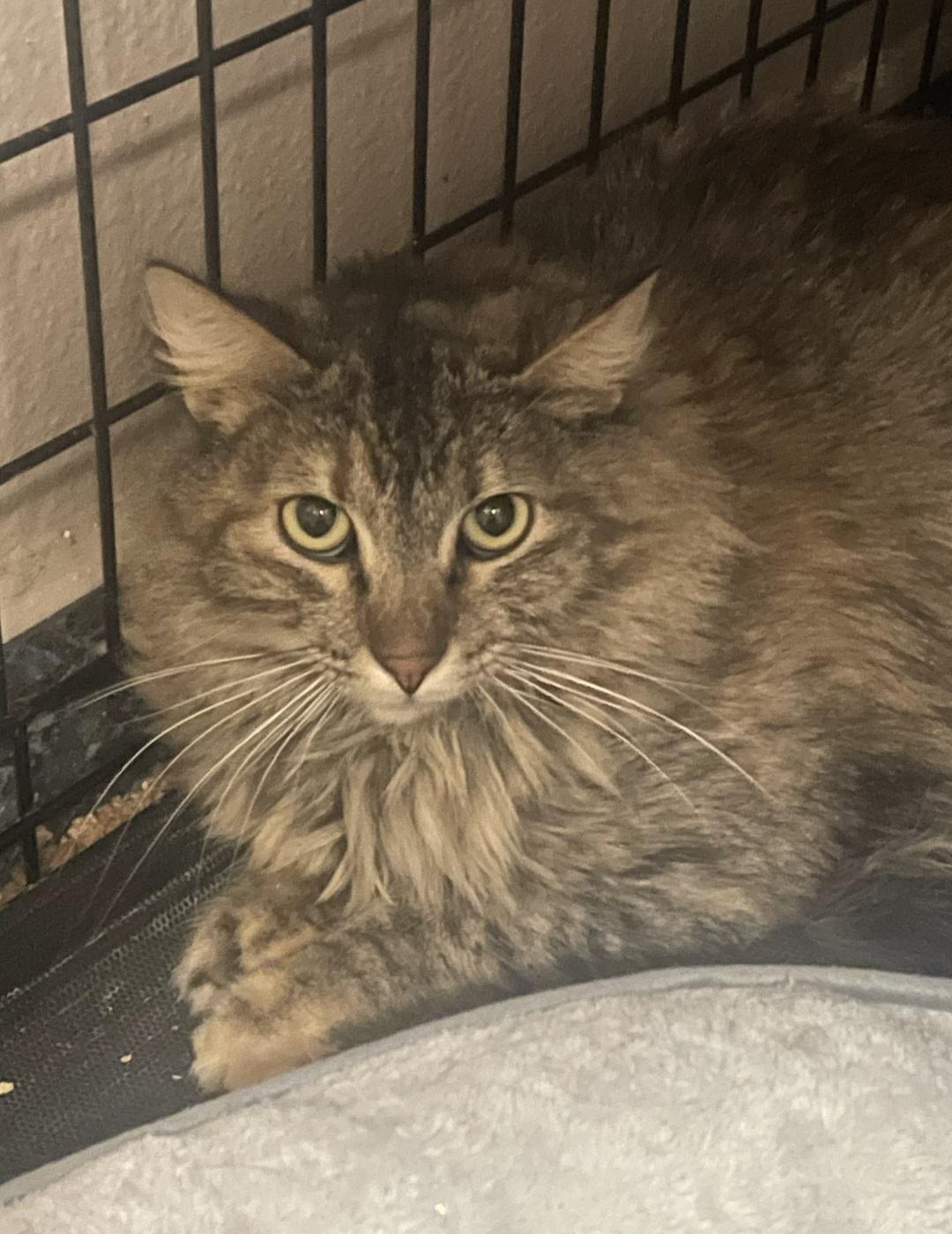 Tigger, a Adoptable Domestic Long Hair in Billings, MT image 1/2