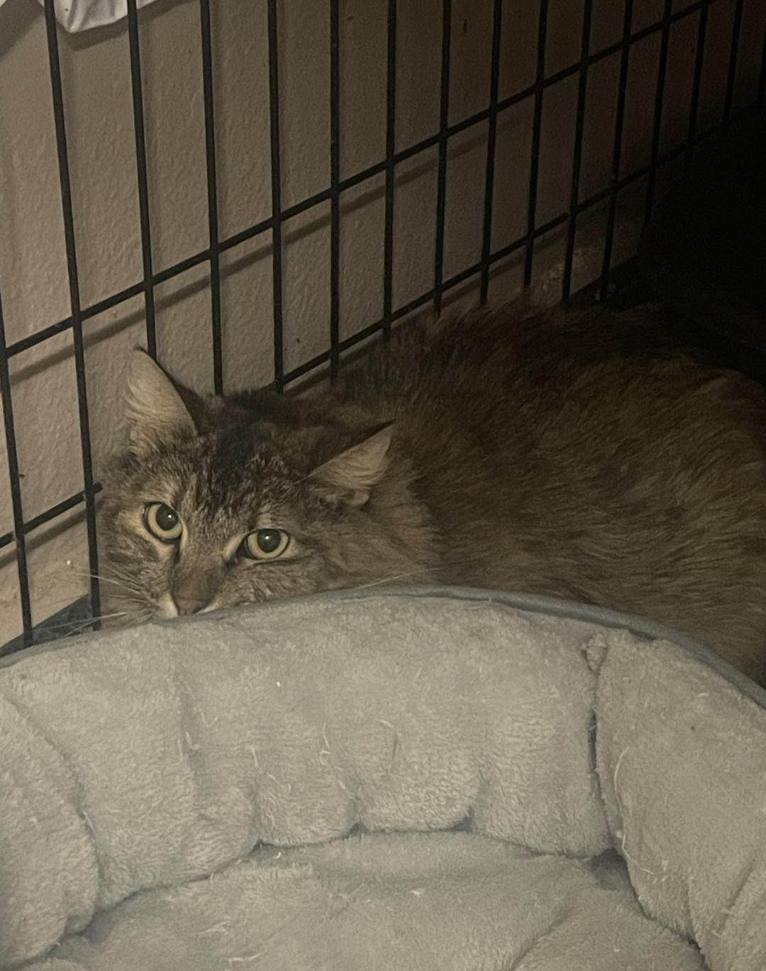 Tigger, a Adoptable Domestic Long Hair in Billings, MT image 2/2