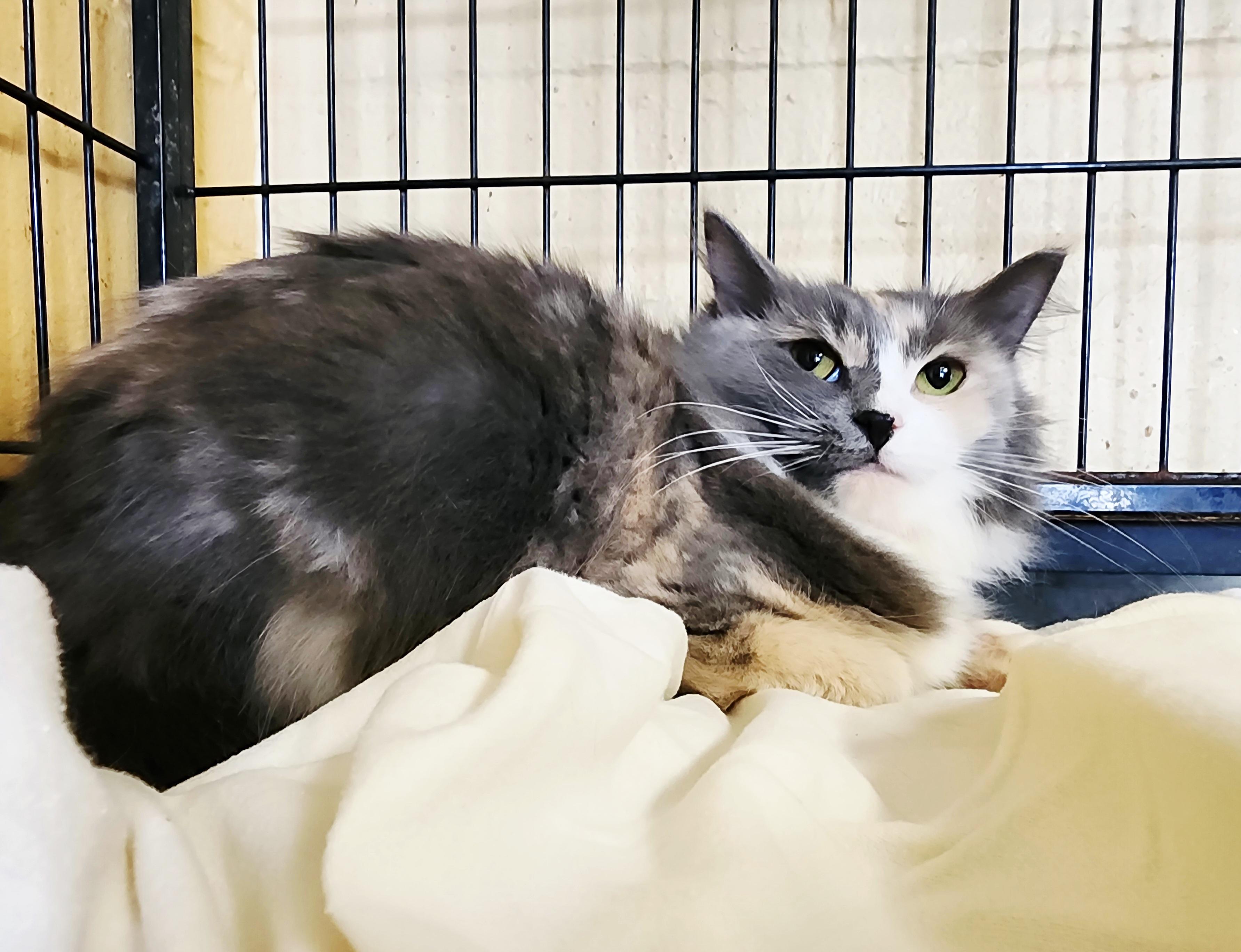 Enlarge Angelica, an adopted Dilute Calico in Perth Amboy, NJ image 4/4