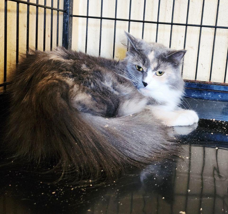 Angelica, ADOPTABLE, Young Female Dilute Calico.