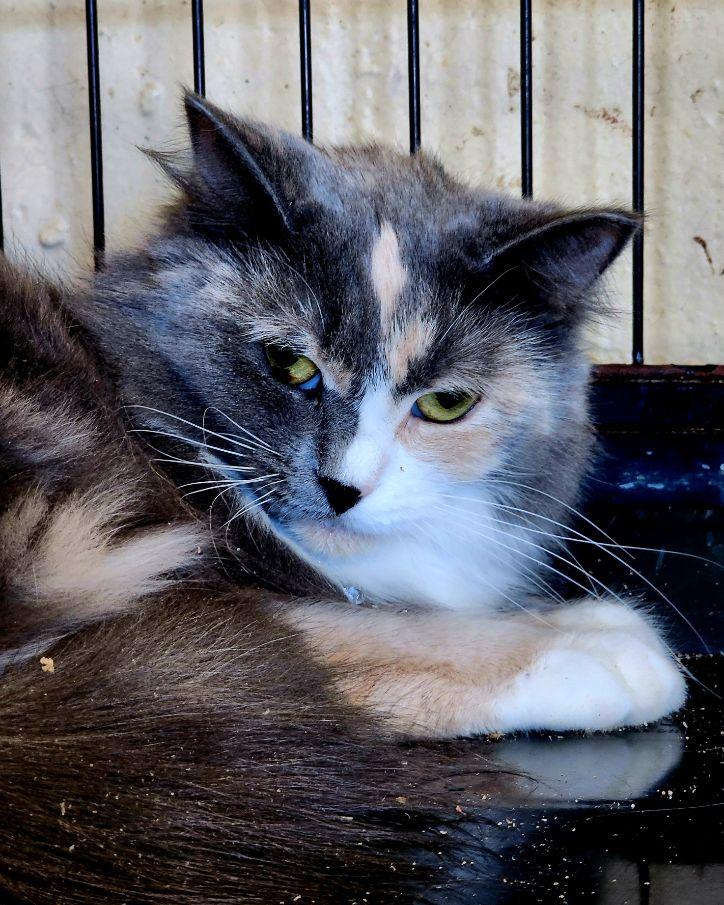 Angelica, a ADOPTABLE Dilute Calico in Perth Amboy, NJ image 2/2