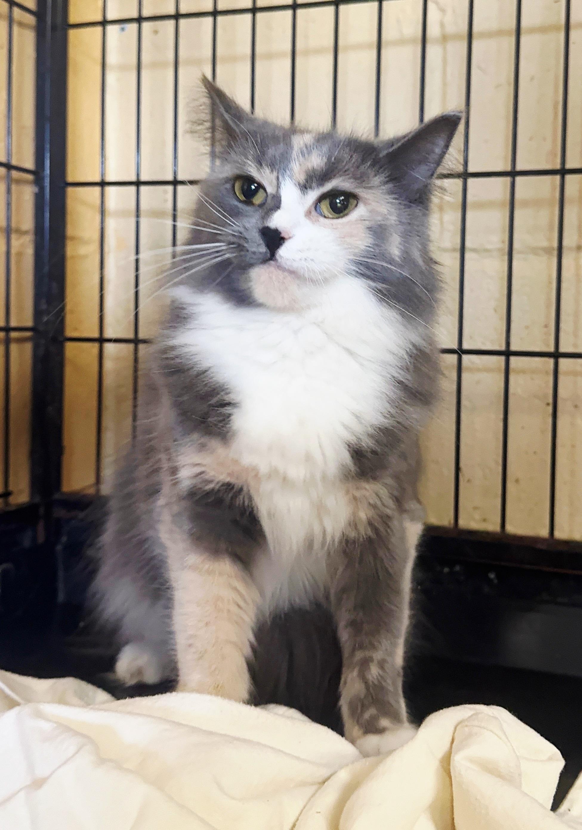 Enlarge Angelica, an adopted Dilute Calico in Perth Amboy, NJ image 1/4