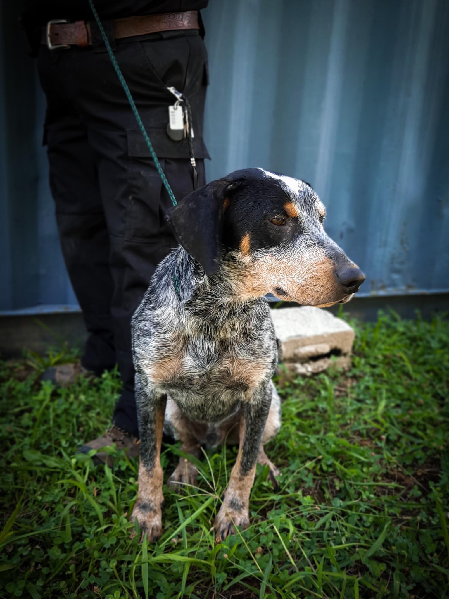 Enlarge Cool Hound Luke, a Adopted Bluetick Coonhound in Newport, TN image 1/4