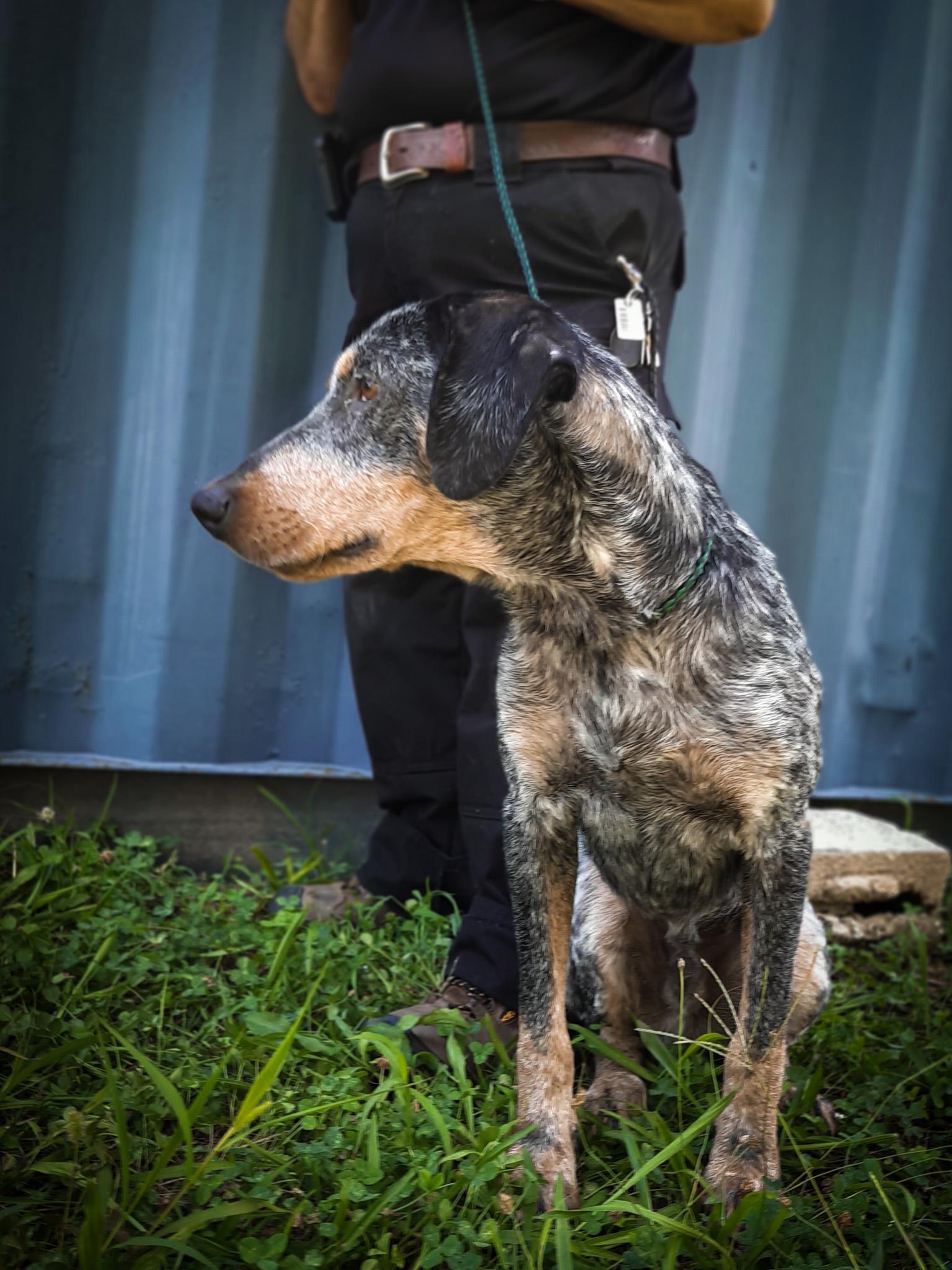 Enlarge Cool Hound Luke, a Adopted Bluetick Coonhound in Newport, TN image 2/4