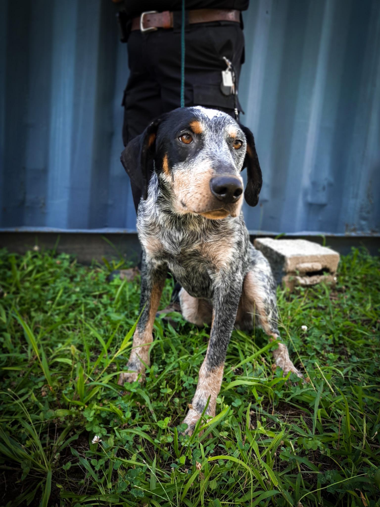 Enlarge Cool Hound Luke, a Adopted Bluetick Coonhound in Newport, TN image 4/4