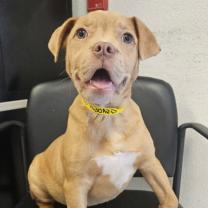 Enlarge Daphne, a Adoptable mixed breed in Fort Collins, CO image 1/1