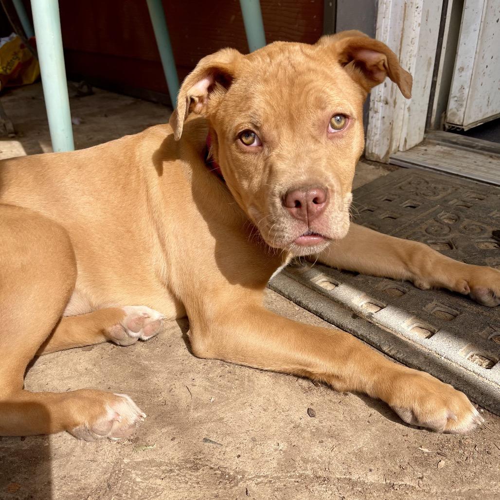Enlarge Daphne, a Adoptable mixed breed in Fort Collins, CO image 3/5