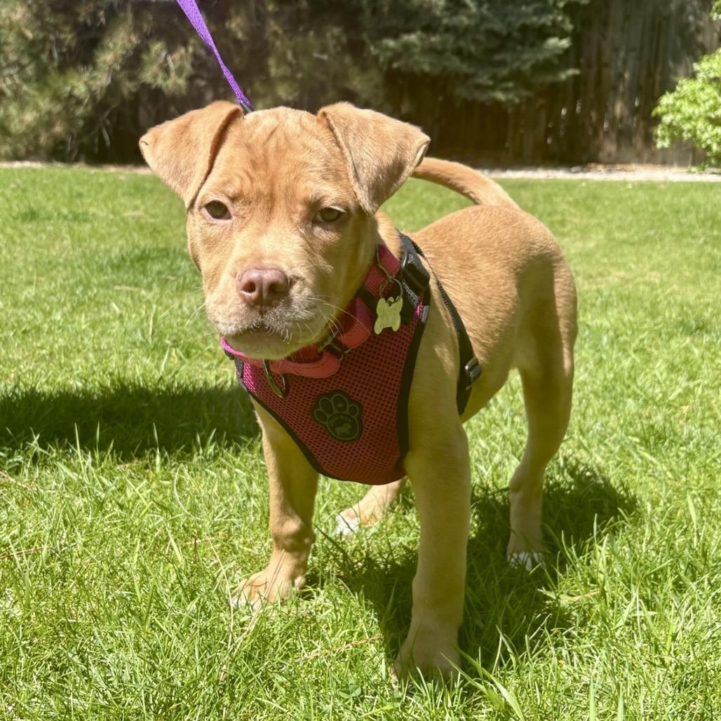 Enlarge Daphne, a Adoptable mixed breed in Fort Collins, CO image 5/5