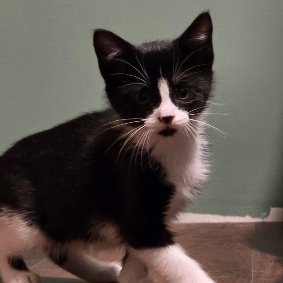 Fennel, Adoptable, Kitten Male Domestic Short Hair.