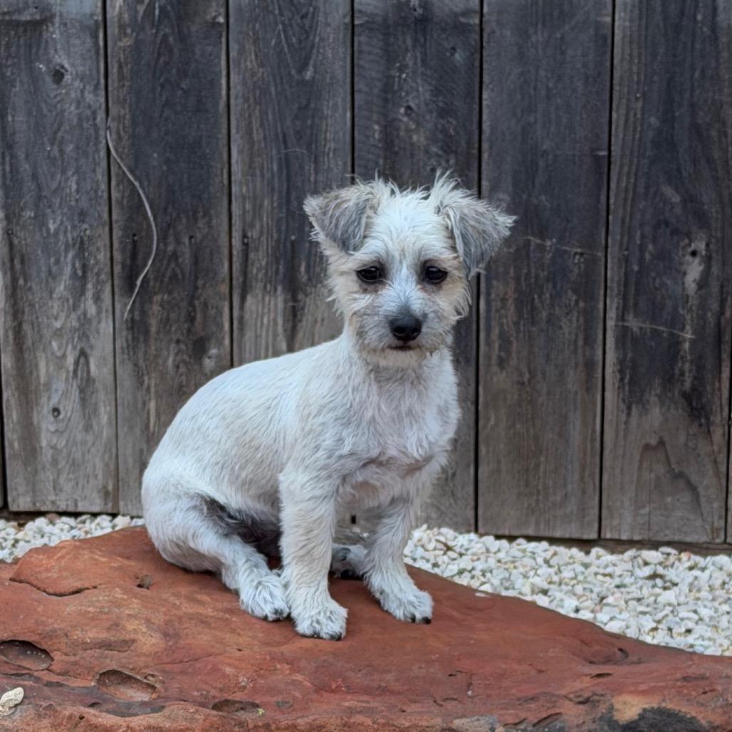 Peanut, Adoptable, Young Female Maltese & Shih Tzu.