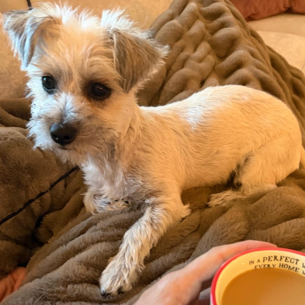 Peanut, a Adoptable mixed breed in Missouri City, TX image 3/3