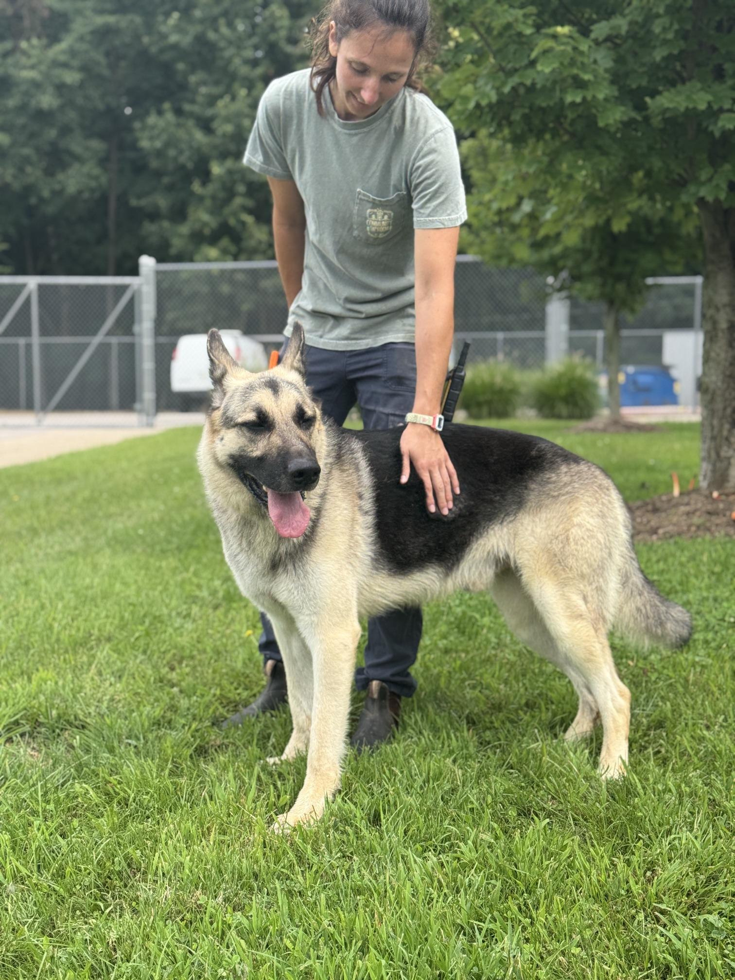 Enlarge Mylo, a Adoptable German Shepherd Dog in Benton Harbor, MI image 2/4