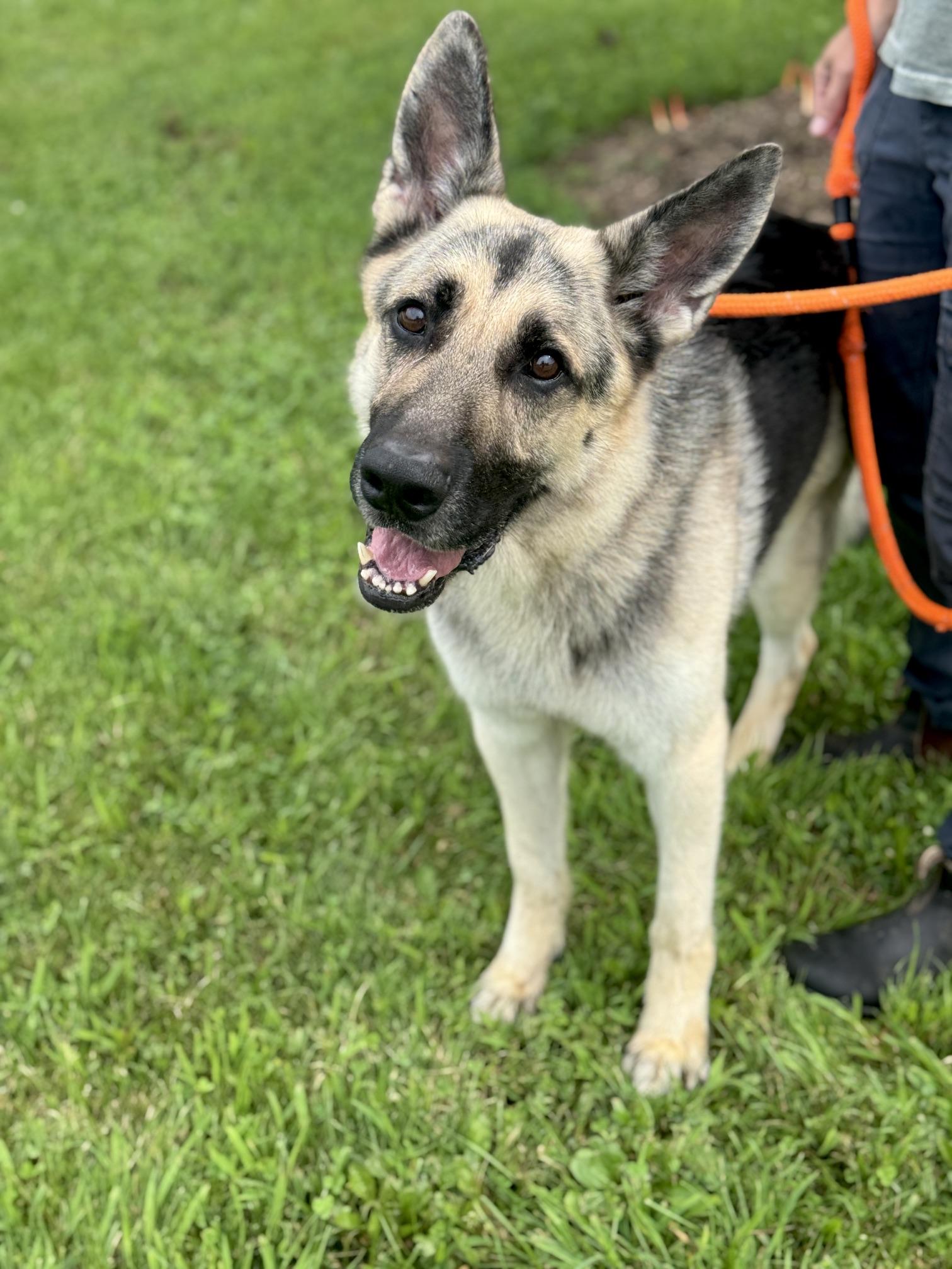 Enlarge Mylo, a Adoptable German Shepherd Dog in Benton Harbor, MI image 1/4
