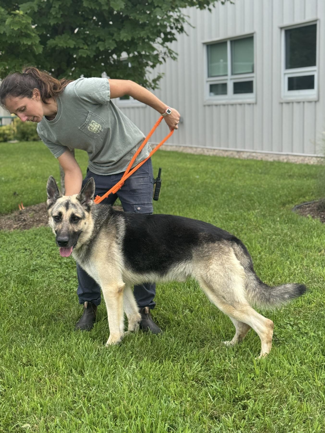 Enlarge Mylo, a Adoptable German Shepherd Dog in Benton Harbor, MI image 3/4