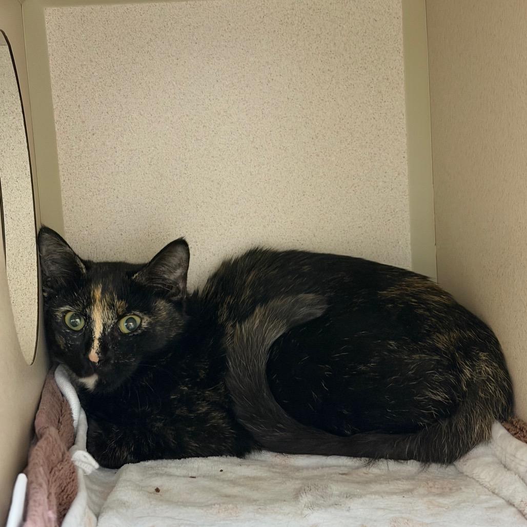 Enlarge Robin-barn, a Adoptable Domestic Short Hair in Durango, CO image 1/2