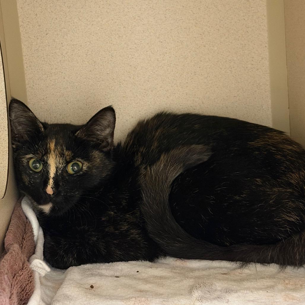 Enlarge Robin-barn, a Adoptable Domestic Short Hair in Durango, CO image 2/2