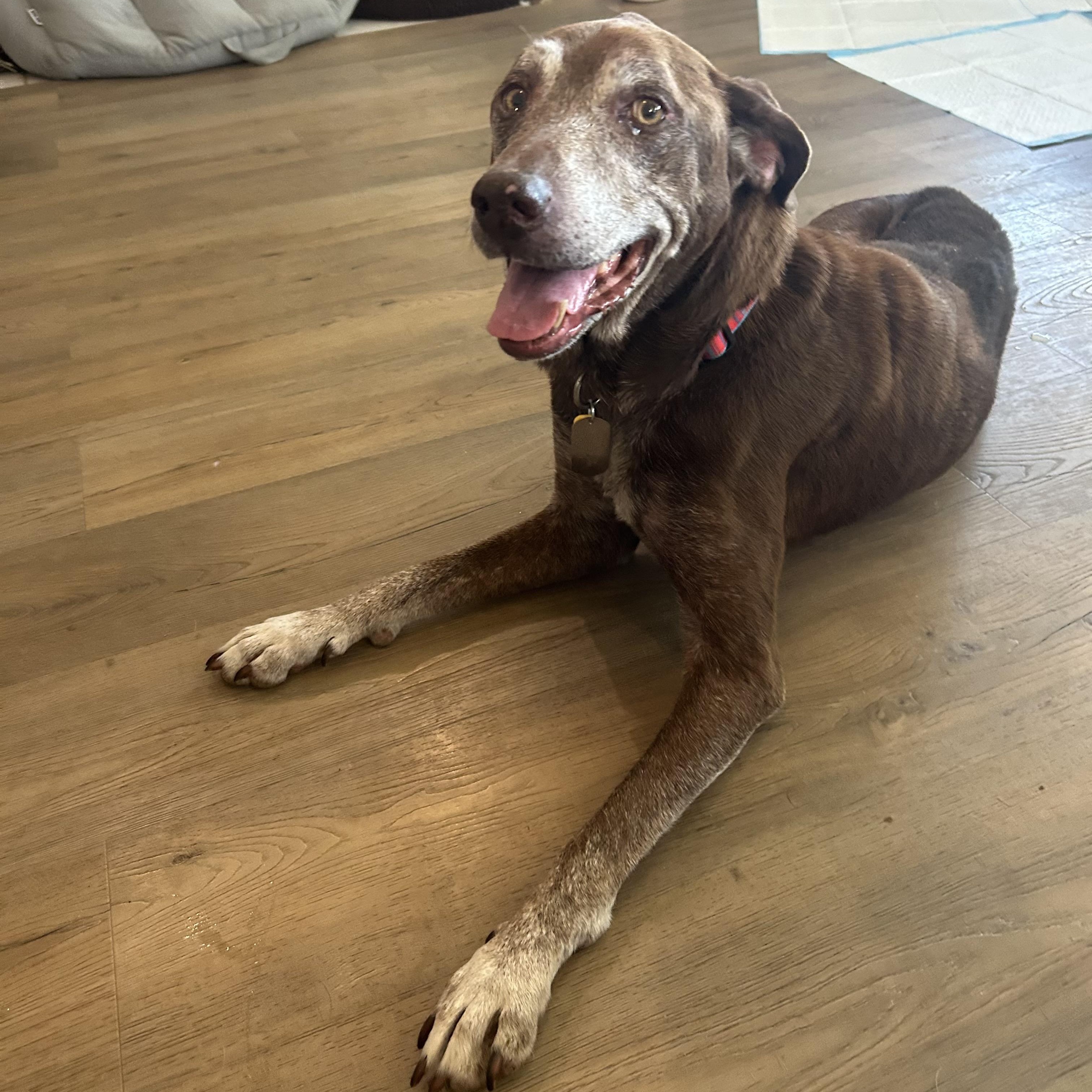Enlarge Muttilda, a Adoptable Chocolate Labrador Retriever in New Orleans, LA image 3/3