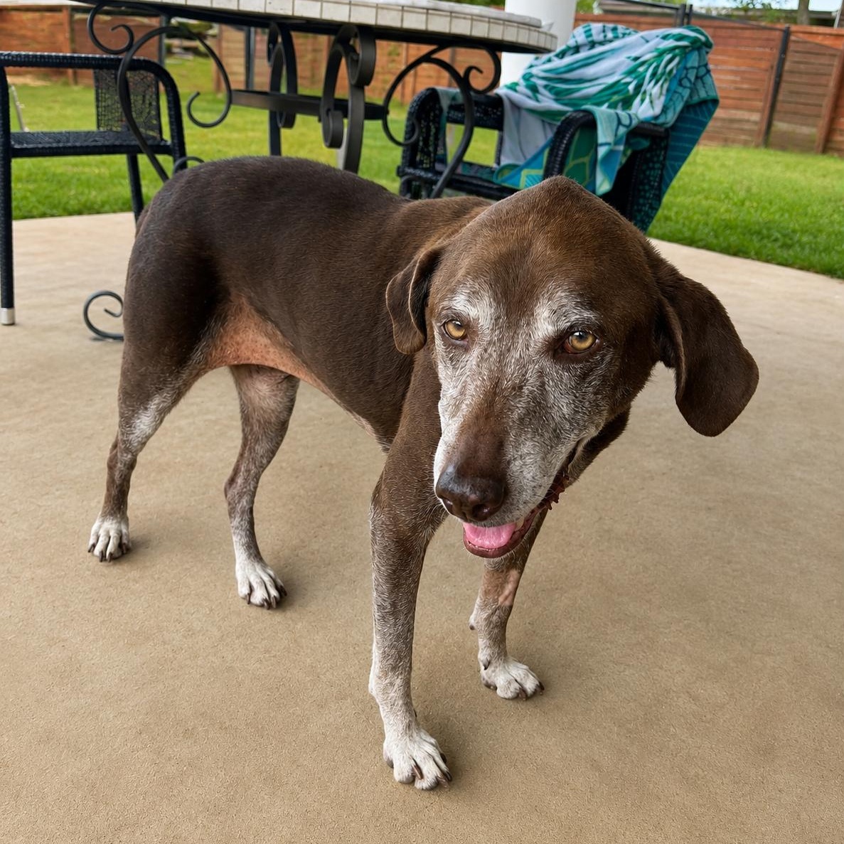 Enlarge Muttilda, a Adoptable Chocolate Labrador Retriever in New Orleans, LA image 2/3