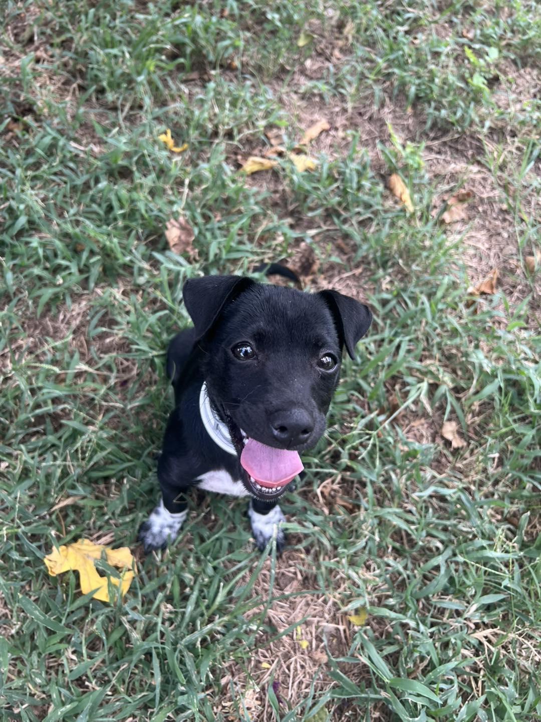 Travi (Truh-vee), a Adopted mixed breed in Oklahoma City, OK image 1/4