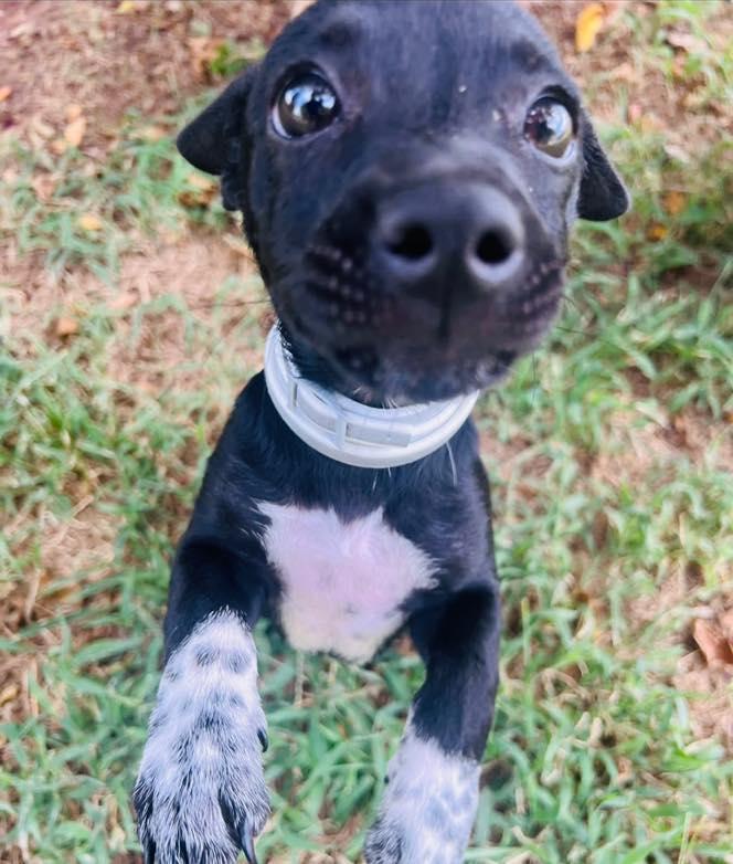 Travi (Truh-vee), a Adopted mixed breed in Oklahoma City, OK image 2/4