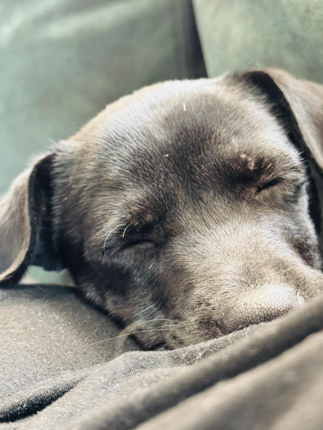 Travi (Truh-vee), a Adopted mixed breed in Oklahoma City, OK image 4/4