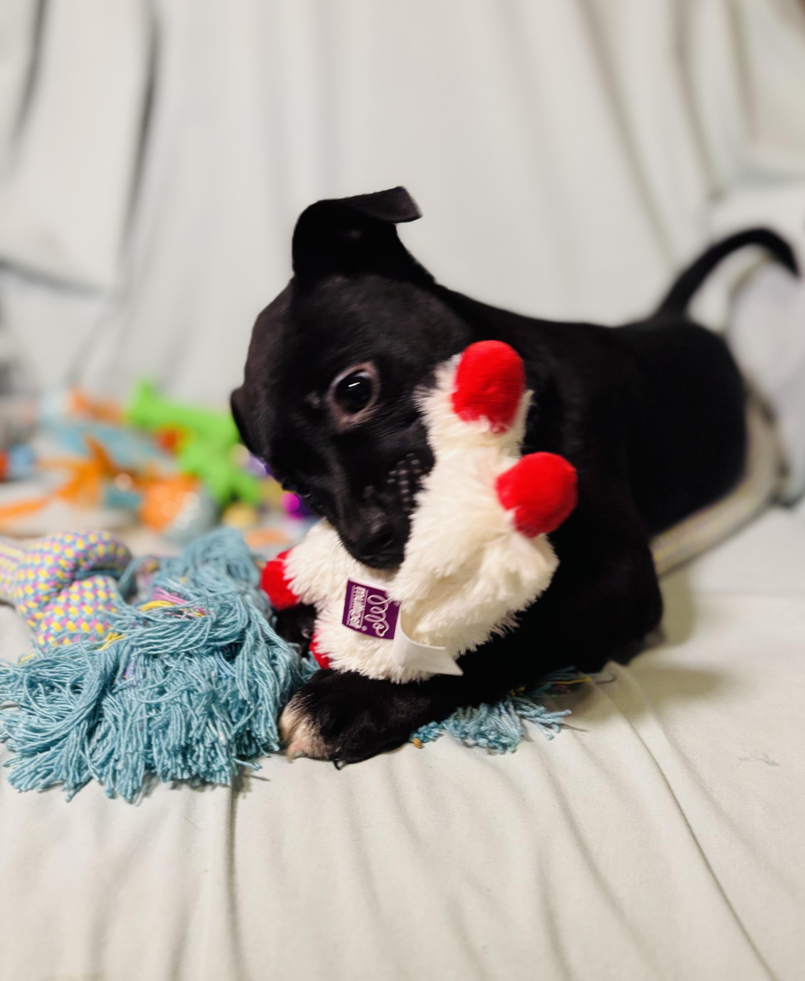 Enlarge Pancakes , an adopted mixed breed in Rogers, AR image 2/2