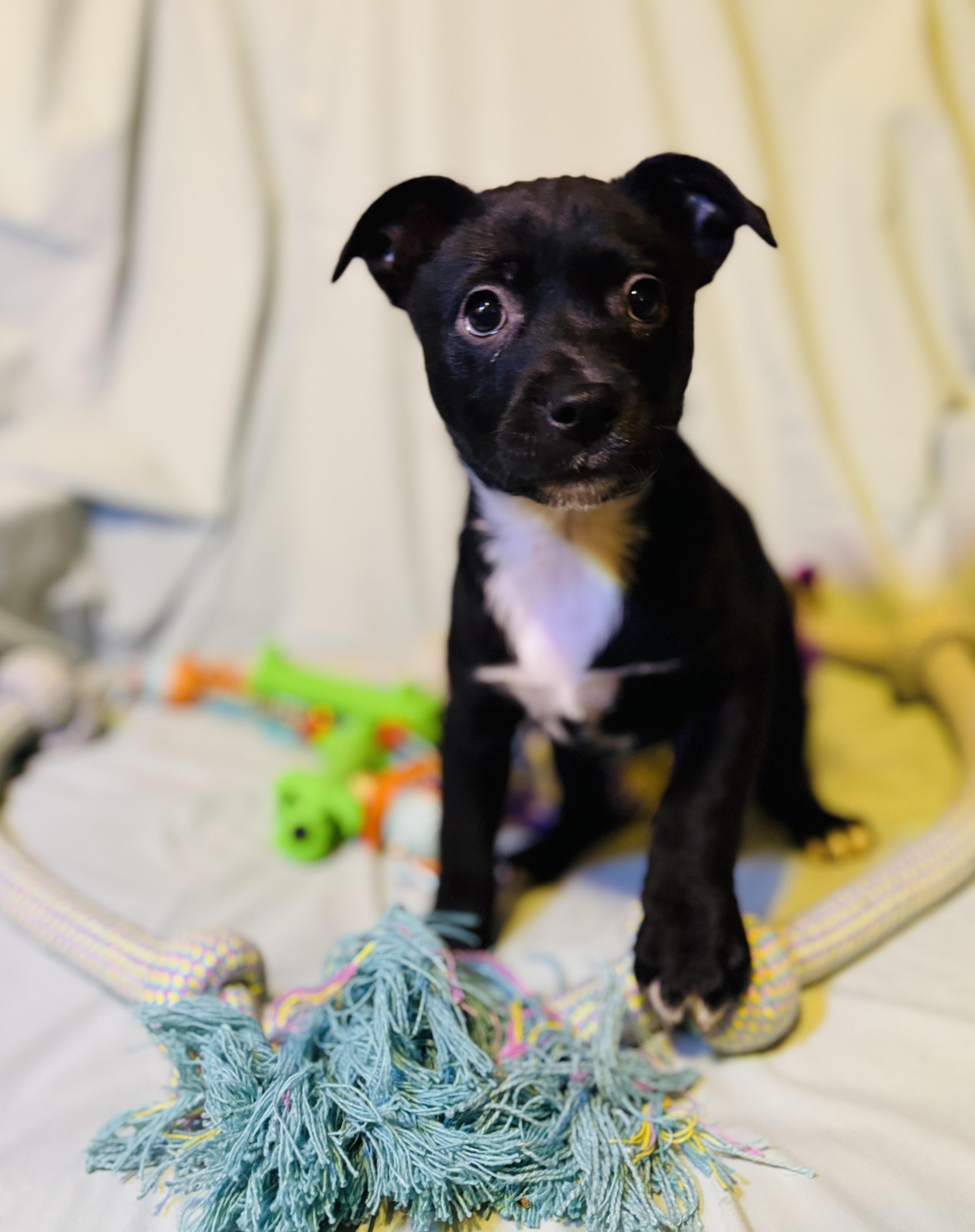 Pancakes , adopted, Puppy Female Mixed Breed.