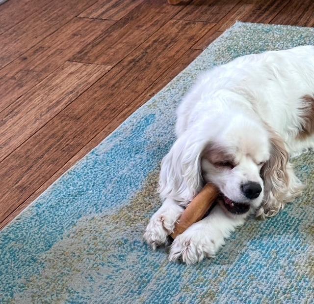 Legend, Adoptable, Adult Male Cocker Spaniel.
