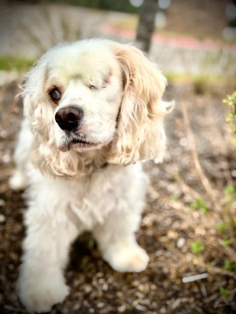 Enlarge Legend, a Adoptable Cocker Spaniel in Austin, TX image 2/5