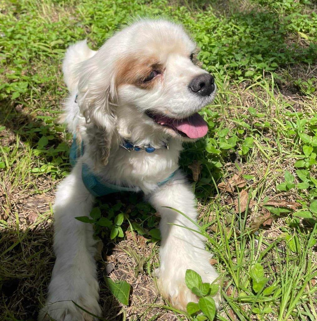 Enlarge Legend, a Adoptable Cocker Spaniel in Austin, TX image 3/5