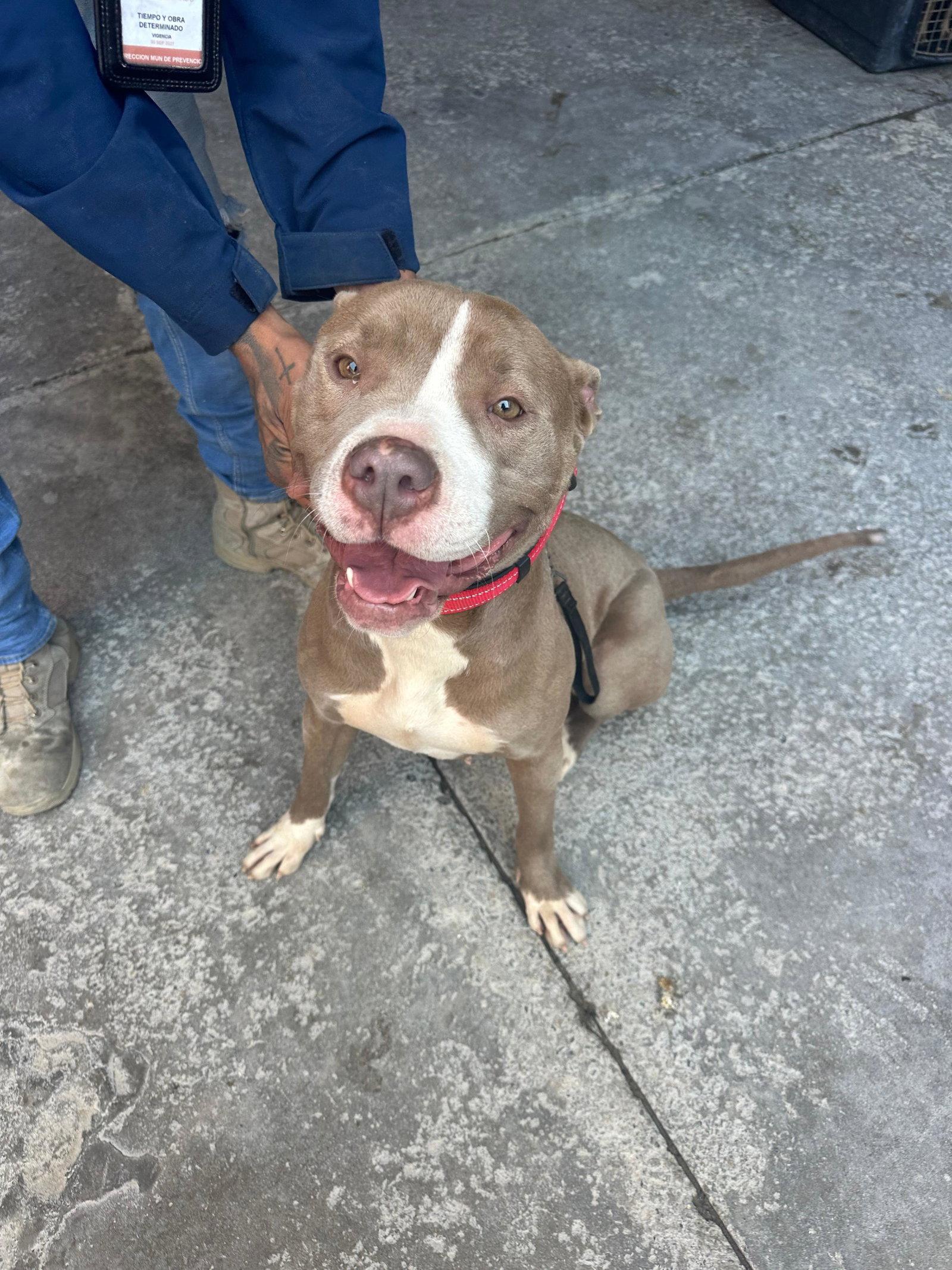 Enriqueta, Adopted, Young Female Pit Bull Terrier.