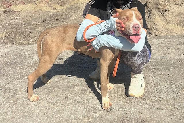 Enlarge Enriqueta, a Adopted Pit Bull Terrier in San Diego, CA image 2/3