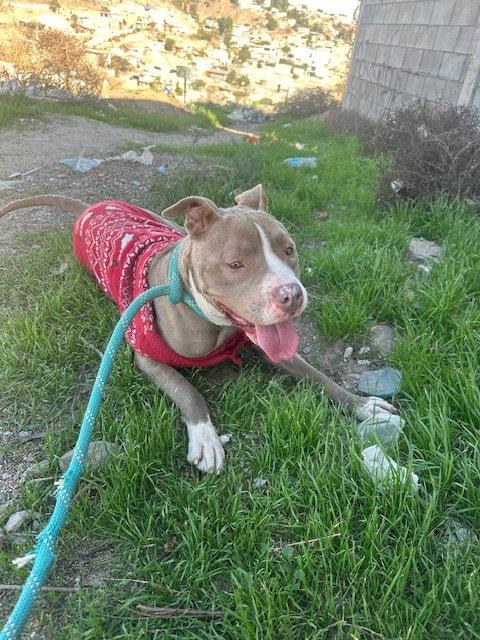 Enlarge Enriqueta, a Adopted Pit Bull Terrier in San Diego, CA image 3/3