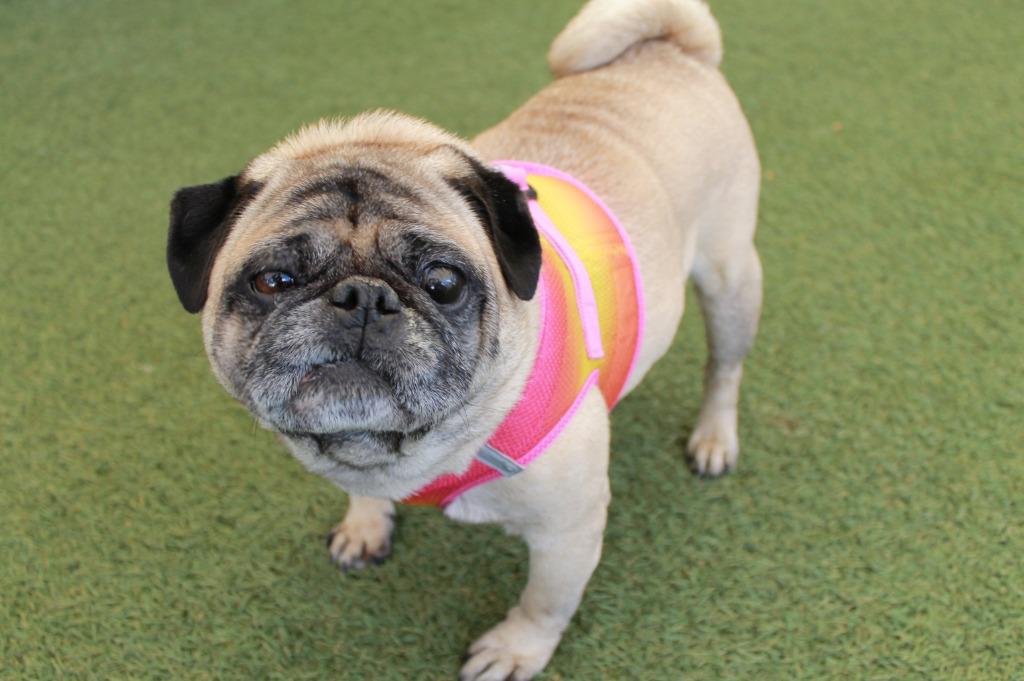 Chungus, Adoptable, Adult Male Pug.