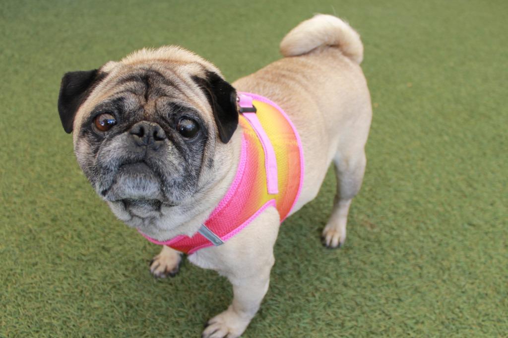 Enlarge Chungus, a Adoptable Pug in Gardena, CA image 2/6