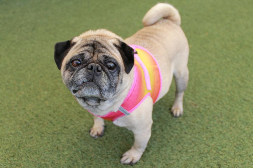 Enlarge Chungus, a Adoptable Pug in Gardena, CA image 3/6