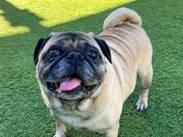 Enlarge Chungus, a Adoptable Pug in Gardena, CA image 4/6