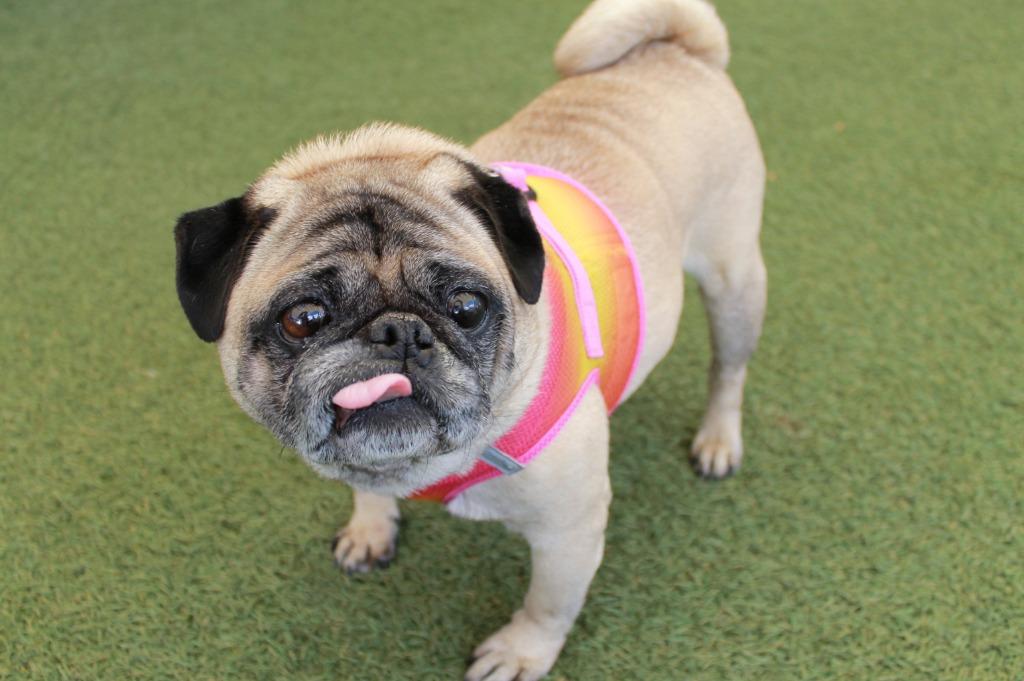Enlarge Chungus, a Adoptable Pug in Gardena, CA image 6/6