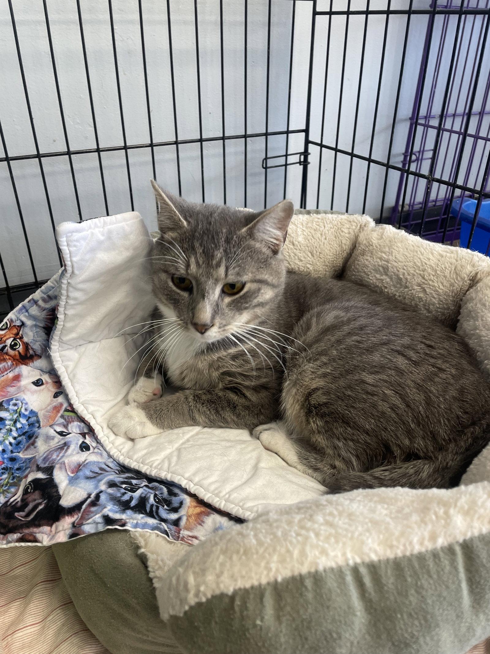 Enlarge Alaric (PS), a Adoptable mixed breed in Georgetown, KY image 1/1