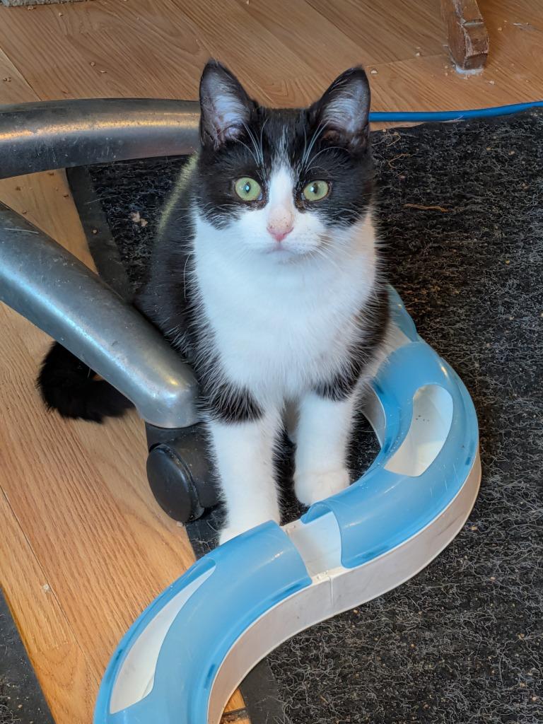 Eddie 2, Adoptable, Young Male Domestic Short Hair.