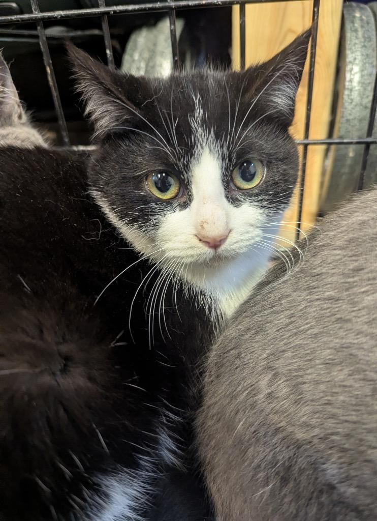 Enlarge Eddie 2, a Adoptable Domestic Short Hair in Arthur, ON image 2/3