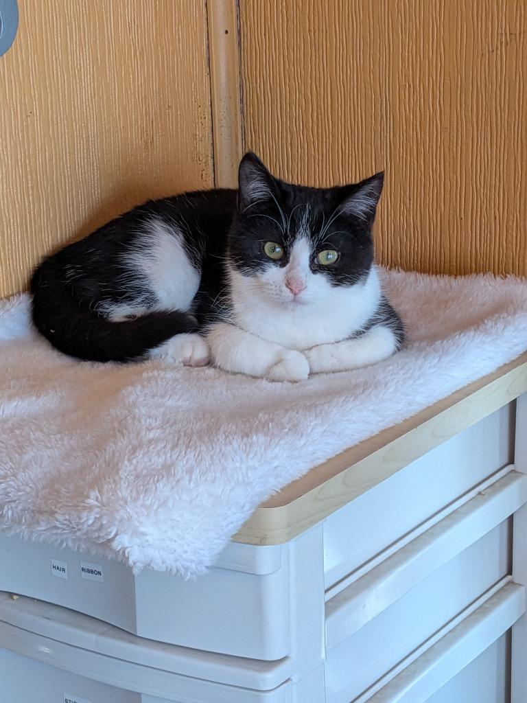 Enlarge Eddie 2, a Adoptable Domestic Short Hair in Arthur, ON image 3/3